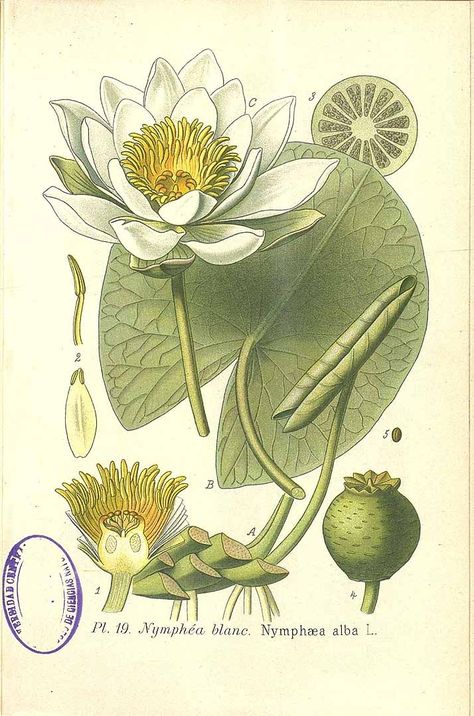 266530 Nymphaea alba L. / Masclef, A., Atlas des plantes de France, vol. 2: t. 19 (1890) Illustration Botanique Vintage, Illustration Botanique, Botanical Illustration Vintage, Plate Art, Scientific Illustration, Illustration Vintage, Art Et Illustration, Botanical Drawings, Art And Illustration