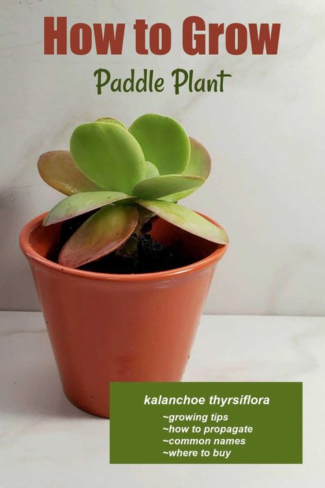 Kalanchoe thyrsiflora is an easy to care for succulent with paddle-shaped leaves which can have red tipped margins in the right light. It has the common names of paddle plant, desert cabbage and kalanchoe flapjacks. Get growing tips on The Gardening Cook. Paddle Plant Succulents, Flapjack Succulent, Kalanchoe Luciae, Mother Of Thousands Plant, Kalanchoe Thyrsiflora, Kalanchoe Plant, Succulent Fertilizer, Paddle Plant, Decor Garden Ideas