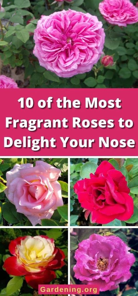 10 of the Most Fragrant Roses to Delight Your Nose Most Fragrant Roses, Different Roses, Roses Garden Care, Double Delight Rose, Flower Templates Printable Free, Hydrangea Plant, Budget Flowers, Rose Plant Care, Cottage Landscape