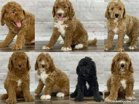 Multigenerational Doodles — Crockett Doodles Full Grown Mini Goldendoodle, F1 Mini Goldendoodle, Toy Goldendoodle, Goldendoodle Mom, F1b Goldendoodle, Crockett Doodles, Designer Dogs Breeds, Golden Doodles, Doodle Puppy