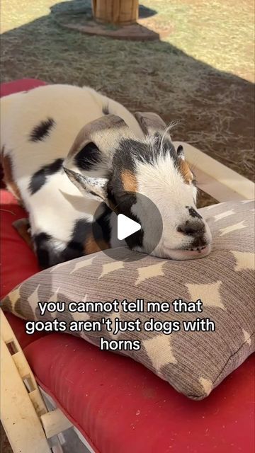 Hen Stefani on Instagram: "Oh Finny! 🥹😍

#goat #goatsofinstagram #veganfortheanimals" Funny Goats Videos, Funny Goat Video, Goat Sleeping, Funny Goat Pictures, Baby Goat Funny, Baby Goat Pictures, Goat Videos, Funny Goats, Goat Picture