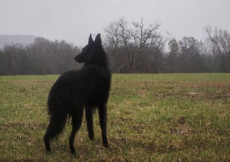 Black Dogs, Black Dog, Lush, Forest, Dogs, Green, Black