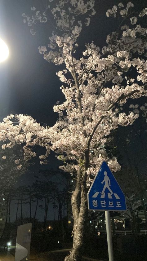 Cherry Blossom Wallpaper, Cocoppa Wallpaper, Nothing But Flowers, Pretty Landscapes, Japan Aesthetic, Iphone Wallpaper Themes, Iphone Wallpaper Tumblr Aesthetic, Homescreen Wallpaper, Cute Wallpaper Backgrounds