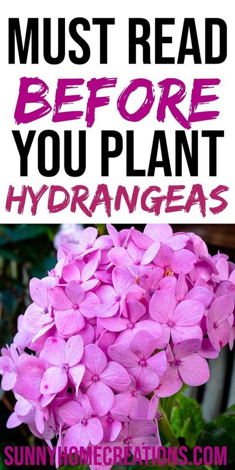 Hydrangea Plant Care, Propagating Hydrangeas, Hydrangea Landscaping, Hydrangea Shrub, Hydrangea Bush, Hydrangea Care, Growing Hydrangeas, Backyard Gardening, Hydrangea Garden