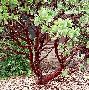 Arctostaphylos manzanita 'Dr. Hurd' (Dr. Hurd Manzanita) - An evergreen shrub to small tree that grows fairly rapidly to 12-15 feet tall and... California Native Garden, Fast Growing Shrubs, Manzanita Tree, Pollinator Plants, Drought Resistant Plants, California Native Plants, Tall Ship, Garden Shrubs, Sandy Soil