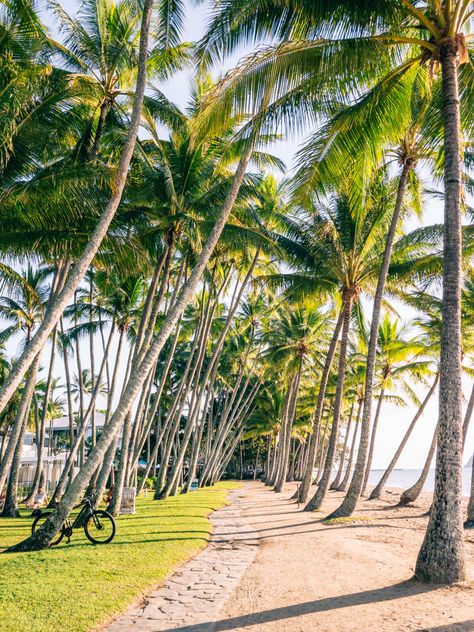 Stone pathway along the edge of a Palm Cove beach, lined with large palm trees. There is sand on one side of the path and green grass on the other, with a bicycle leaning against one of the trees Palm Cove Australia, Palm Cove Cairns, Tropical North Queensland, Australia Life, Cairns Queensland, Sea Scapes, Palm Cove, Daintree Rainforest, Port Douglas