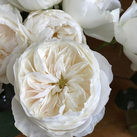 white cloud David Austin garden rose- smells amazing! Cloud Garden, White Garden Roses, Garden Rose Bouquet, Old Garden, Austin Rose, Heirloom Roses, Rose Varieties, Moon Garden, David Austin Roses