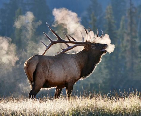 Nice color palette (shelter 2-esque, warm orangey browns, with muted blues) elk standing majestically, maybe wolves. Background is lighter value than foreground. Elk Pictures, Elk Photography, Art Kits For Adults, Forest Wildlife, North American Animals, Wild Animals Photography, Diamond Art Kits, Deer Pictures, Bull Elk