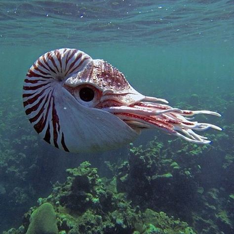 Nautilus | Best 10+ Nautilus ideas on Pinterest | Fibonacci spiral ... Pictures Of Sea Creatures, Chambered Nautilus, Fauna Marina, Deep Sea Creatures, Water Animals, Beautiful Sea Creatures, Underwater Creatures, Ice Age, Marine Animals