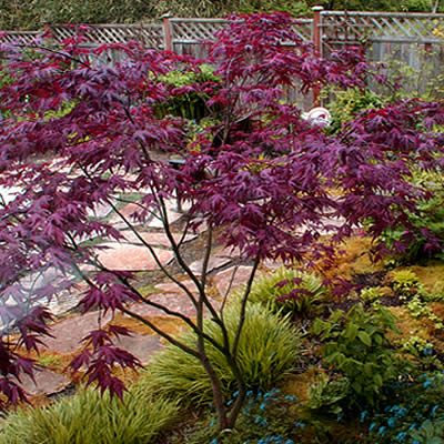 Purple Ghost Japanese Maple Purple Ghost, Small Patios, Landscape Tips, Garage Boden, Garden Answer, Black Veins, Small Japanese Garden, Ghost Plant, Refinish Furniture