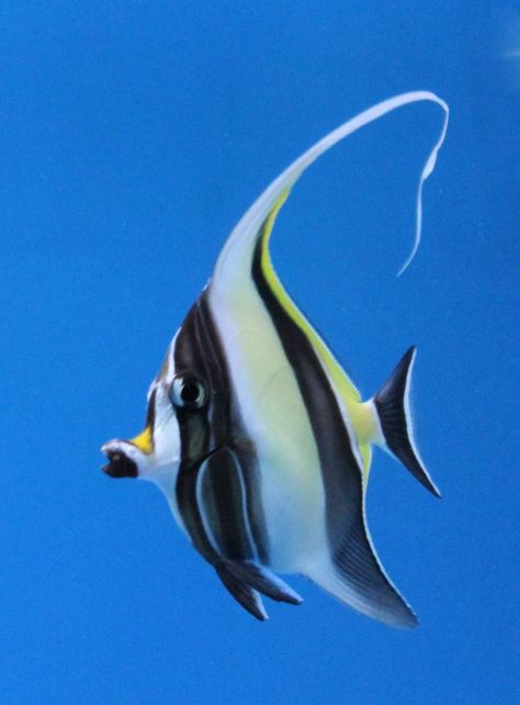 Moorish Idol Fish, Moorish Idol, Fish Species, Marine Fish, Underwater Creatures, Aquatic Animals, Angel Fish, Australian Animals, The Family