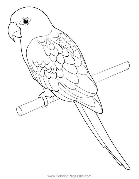 Parrot Colouring Pages, Parrot Outline Drawing, Drawing Of Parrot, Picture Of Parrot, Parrot Outline, Parrot Coloring Page, Parrot Printable, Bird Coloring Page, Parrot Cartoon