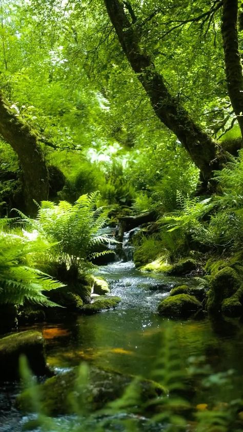 Have A Peaceful Day, Magic Places Fantasy Dreams, Sony A7 Iv, Natures Wonder, Moss Forest, Landscape Architecture Diagram, Babbling Brook, Fish Pond Gardens, Forest Stream