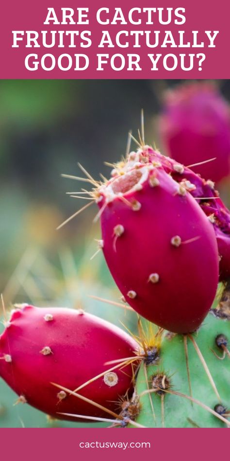 The prickly fruit is one of the healthiest fruits you can include in your diet. It is rich in vitamins, minerals, and dietary fiber that offer a wide range of health benefits. #cactusfruits #cactus #cactusfacts #cactustips Cactus Facts, Red Cactus, Fruit Health Benefits, Fruit Benefits, Pear Fruit, Flavored Water Recipes, Organic Fruits And Vegetables, Cactus Care, Berries Recipes