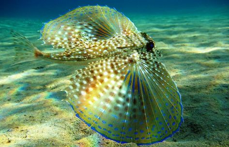 Flying Gurnard Fish (Dactylopterus volitans) is a bottom-dwelling fish of tropical to warm temperate waters on both sides of Atlantic Ocean Flying Gurnard, Creature Marine, Disney Animal Kingdom, Fauna Marina, Water Creatures, Deep Sea Creatures, Lion Fish, Beautiful Sea Creatures, Underwater Creatures