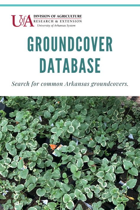 Groundcovers are an essential plant in a gardener’s toolbox, especially in situations where an alternative to turf or organic mulch is desired. In most cases homeowners need a groundcover to fill a specific cultural niche: sun or shade. To emphasize this point, each groundcover is tagged with sun exposure symbols as it relates to conditions in Arkansas. Central Texas Ground Cover, Arkansas Landscaping, Arkansas Gardening, Texas Native Ground Cover, Arkansas Native Plants, Fast Growing Ground Cover For Slopes, Kurapia Groundcover, Farm Marketing, Technology In Agriculture