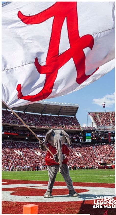 Big Al on the Field at Bryant-Denny Stadium Waving The Alabama Crimson Tide Flag Bryant Denny Stadium, Alabama Crimson Tide Football Wallpaper, Alabama Wallpaper, Roll Tide Football, Alabama Football Roll Tide, Bear Bryant, Big Al, Sec Football, Bama Football