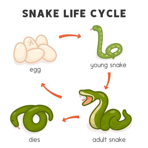 Premium Vector | Snake life cycle diagram chart in science subject kawaii doodle vector cartoon Snake Life Cycle, Snakes For Kids, Baby Reflexology, Science Subject, Five Senses Worksheet, Science Life Cycles, Cycle For Kids, Life Cycle Craft, Kawaii Doodle