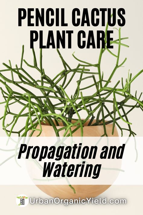 How To Propagate Pencil Cactus, Pencil Plant Care, Dogtail Cactus, Pencil Cactus Propagate, Pencil Cactus Care, South African Gardens, Propagating Cactus, Pencil Plant, Pencil Cactus