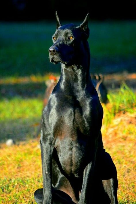 Doberdane: Doberman Pinscher & Great Dane Unique Dogs, Doberman Mix, Black Doberman, Great Dane Mix, Doberman Love, Dane Puppies, Doberman Pinscher Dog, Doberman Dogs, Doberman Pinscher