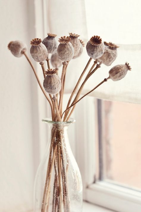 Poppy seed pods | Available for licensing on Getty images. | Maria | Flickr Seed Pods Art, Hygge House, Poppy Seed Pods, Poppy Pods, Hygge Home, Poppy Seed, Poppy Seeds, French Farmhouse, Seed Pods