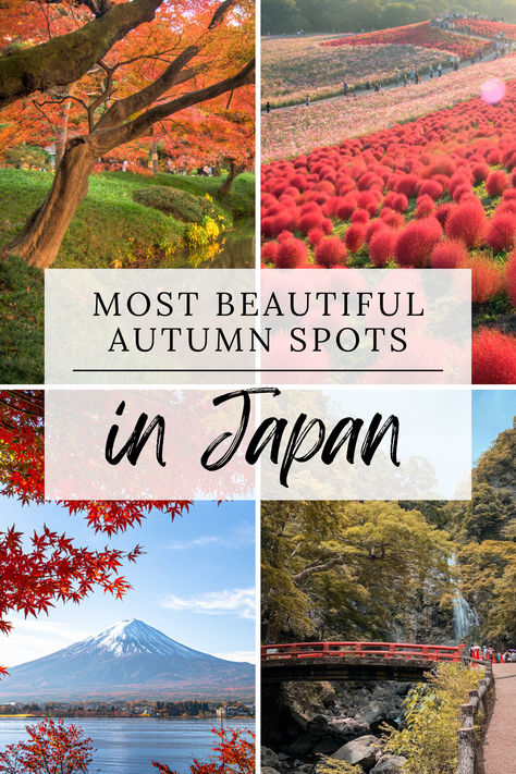 Visiting Japan this fall? Make sure you check out these 20 gorgeous autumn leaves photo spots! Japan In The Fall, Japan In October, October Pictures, Japan October, Japan November, Traveling To Japan, Japan Autumn, Visiting Japan, Leaves Photo