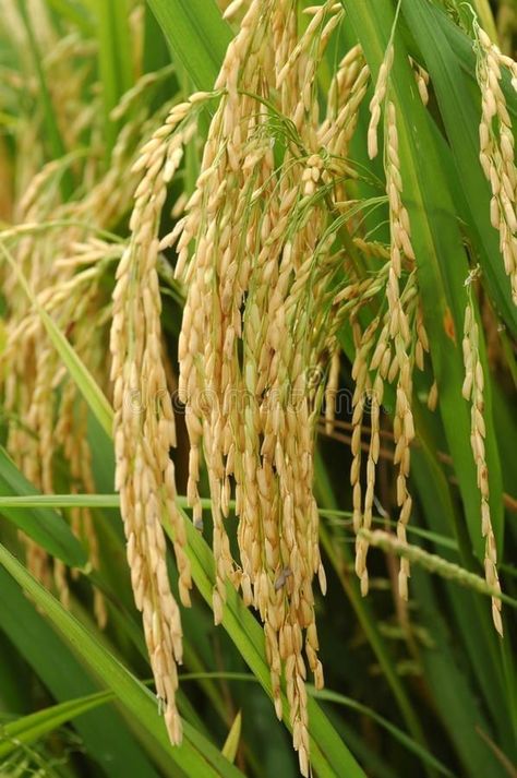 Agriculture Images, Fall Season Pictures, Agriculture Pictures, Growing Rice, Rice Photo, Agriculture Photography, Agriculture Photos, Design Garden Ideas, Golden Rice