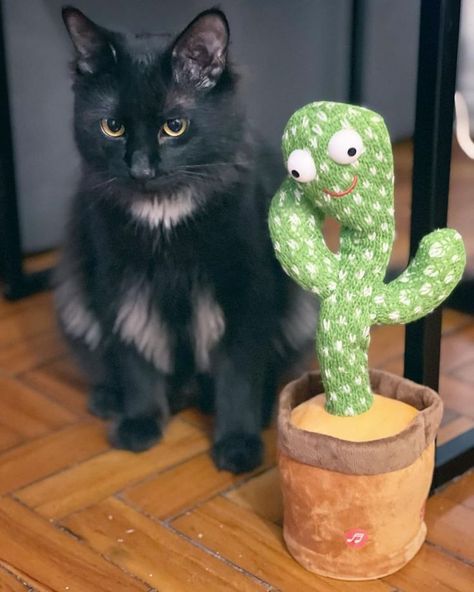 Cactus Toy, Dancing Cactus, Aesthetic Products, Batman Theme, Voice Recording, Computer Gifts, Green Cactus, Kid Toys, Baby Gif