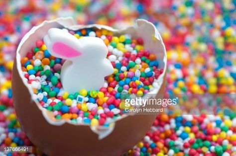 Stock Photo : Rabbit in egg for Easter Chocolate Covered Marshmallow Pops, Marshmallow Pops Recipe, Chocolate Covered Marshmallow, Melt Chocolate In Microwave, Marshmallow Dip, Hundreds And Thousands, Chocolate Covered Marshmallows, Marshmallow Treats, Chocolate Covered Treats