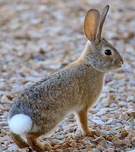 Cottontails: Like most other American rabbits, they never dig tunnels or burrows-- but they will borrow one abandoned by other animals especially when a more robust shelter may come in handy, for example to escape bad weather or a dangerous predator. They make their homes near brambly thickets, thick grasses or briar patches that offer protection against their many enemies. These shelters are often little more than small depressions scratched-out in the tall grasses or weeds. Rabbit Facts, Wild Rabbits, Cottontail Rabbit, Cloth Napkin Folding, Rabbit Tail, Wild Rabbit, Cute Buns, Jack Rabbit, Pet Rabbit