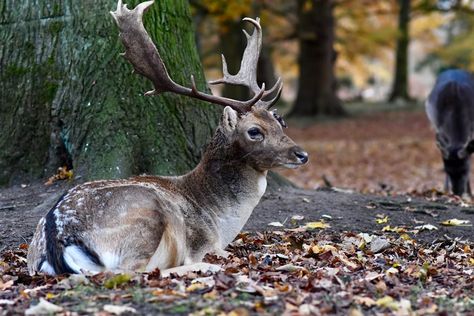 Anna Bucciarelli, Leaves Photo, Deer Pictures, Brown Deer, Brown Leaves, Reference Pics, Majestic Animals, Hd Photos, Mammals