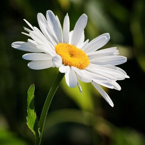 Sunflowers And Daisies, Daisy Love, Daisy Painting, Airbrush Art, Happy Flowers, Beautiful Blooms, Flowers Nature, Flower Photos, Flower Pictures