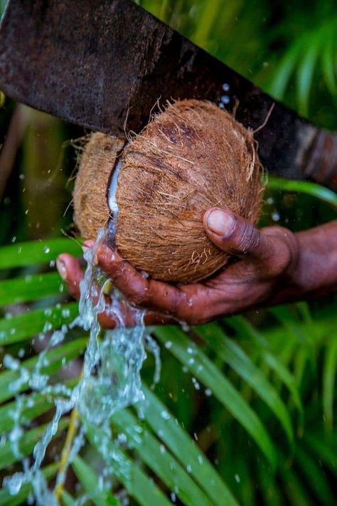 Fresh Coconut Water, Fiji Culture, Best Summer Ever, Jamaican Culture, Caribbean Culture, Fresh Coconut, Caribbean Art, The Best Summer, Island Vibes