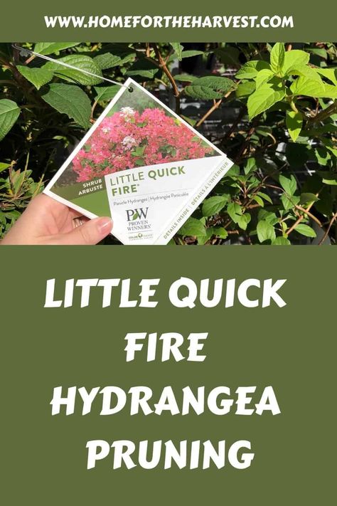 Little Quick Fire hydrangea pruning Tiny Quick Fire Hydrangea, Little Quick Fire Hydrangea, Hydrangea Pruning, Quick Fire Hydrangea, Pruning Hydrangeas, Hydrangea Landscaping, Types Of Hydrangeas, Hydrangea Shrub, Hydrangea Bloom