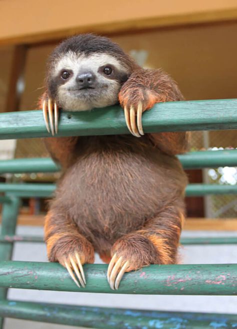 48 Cute Sloth Pictures That Will Make You Squeal with Delight! Pictures Of Sloths, Cute Sloth Pictures, Sloth Photos, Portraits Pop Art, Sloth Art, Baby Sloth, Cute Sloth, Baby Animals Funny, Cute Animal Photos