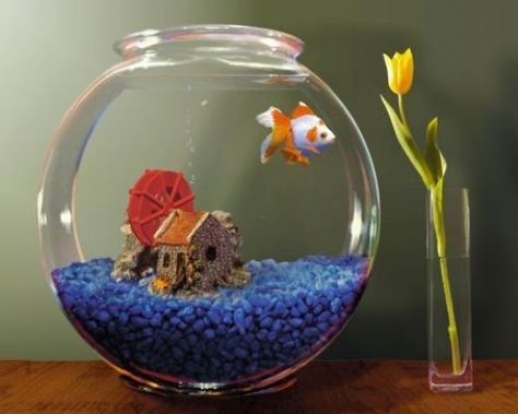 fish bowl - fish bowl ideas - terrarium ideas - fish taco bowl - beta fish bowl ideas - betta fish tank ideas - terrarium -diy terrarium - aesthetic fish tank ideas - terrarium plants - terrarium table - terrarium diy - terrariums home aquarium ideas - fish tank ideas - wall aquarium - aquarium - aquarium stand ideas - aquarium fish - aquarium stand - Fish tank - aquarium design - aquarium ideas - fish aquarium ideas - aquarium date diy fish tank stand fish bowl centerpiece wedding aquarium ide Fish Bowl Centerpiece Wedding, Feng Shui Fish Tank, Goldfish Care, Goldfish Aquarium, Fish Tank Themes, Fish Tank Stand, Goldfish Tank, Small Fish Tanks, Cool Fish Tanks