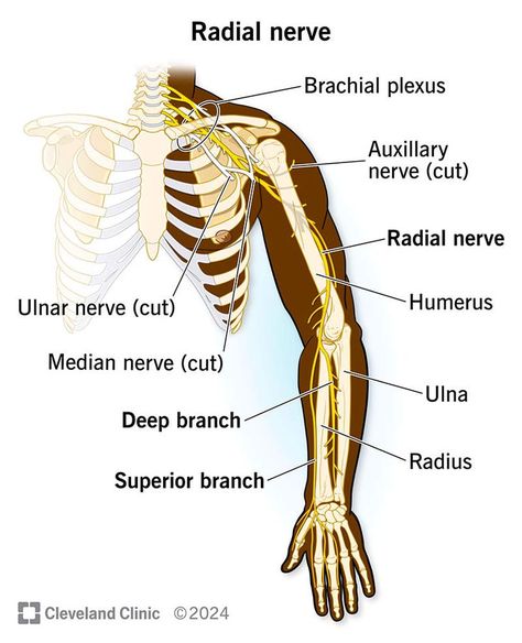 Your radial nerve takes a winding path from your lower armpit to some of your fingers. It allows you to move muscles and feel skin sensations in certain parts of your upper arm, forearm, wrist and hand. Like other peripheral nerves in your body, your radial nerve can become damaged, causing symptoms like pain and muscle weakness. Radial Nerve, Winding Path, Peripheral Nerve, Muscle Weakness, Nerve, Muscles, Anatomy