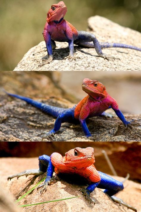 Mwanza Flat-headed Rock Agama, Colourful Lizard, Spiderman Lizard, Creature Makeup, Small Lizard, Colorful Lizards, Red Lizard, Amazing Frog, Small Lizards