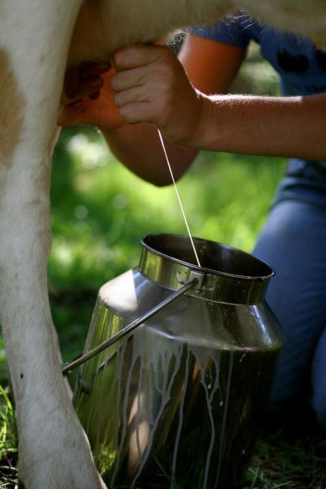 L'Heure de la traite Milk Cow Aesthetic, Cow Milk Aesthetic, Hand Milking Cows, Cow Milking Aesthetic, Milking Cow, Milking Cows, Cow Milking, Milking A Cow, Morning Chores