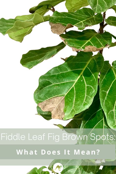 fiddle leaf fig brown spots pinterest post Fiddle Leaf Fig Pot, Brown Spots On Fiddle Leaf Fig, Big Leaf Indoor Plant, Fiddle Fig Tree, Fiddle Leaf Fig Care, Fiddle Leaf Tree, Fiddle Fig, Fig Plant, Fiddle Leaf Fig Tree