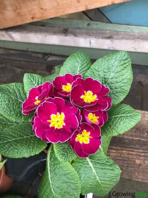 Primula Flower, Primrose Flowers, Tattoo Colors, Primrose Plant, Primrose Flower, Front Flower Beds, Plant Tips, Leigh Ann, Front Yard Garden Design