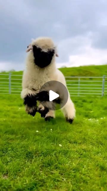 18K views · 4.6K likes | Country Living UK | on Instagram: "Such a happy chap! This Valais Blacknose sheep frolicking
in the Midlands will put a smile on anyone's face. 

#Repost @blackthorn_valaisblacknose | @photosofbritain

#RareBreeds #Lambs #Sheep #HappyAnimals" Pictures Of Sheep, Majestic Hair, Blacknose Sheep, Valais Blacknose, Valais Blacknose Sheep, Country Living Uk, Rare Breed, Smile On, Happy Animals