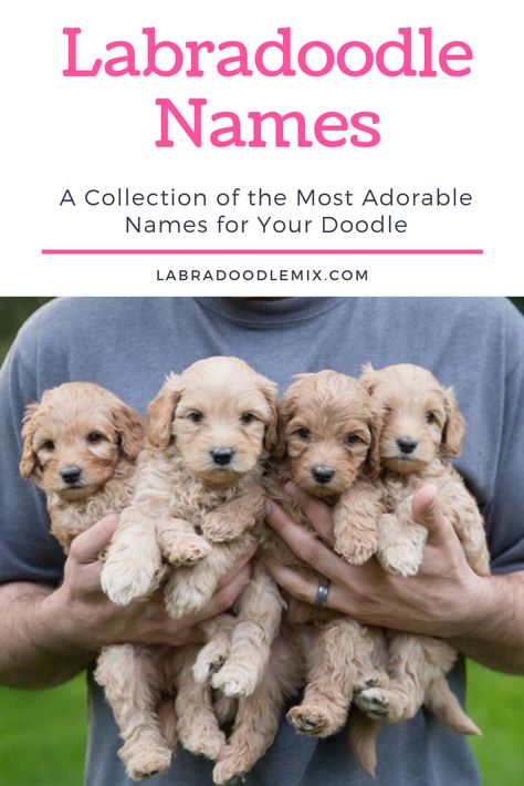 Labordoodle Puppy, Minature Labradoodle, Labradoodle Retriever, Boy Puppy Names Unique, Puppy Girl Names, Puppy Names Unique, Boy Puppy Names, Puppies Names Female, Mini Labradoodle Puppy