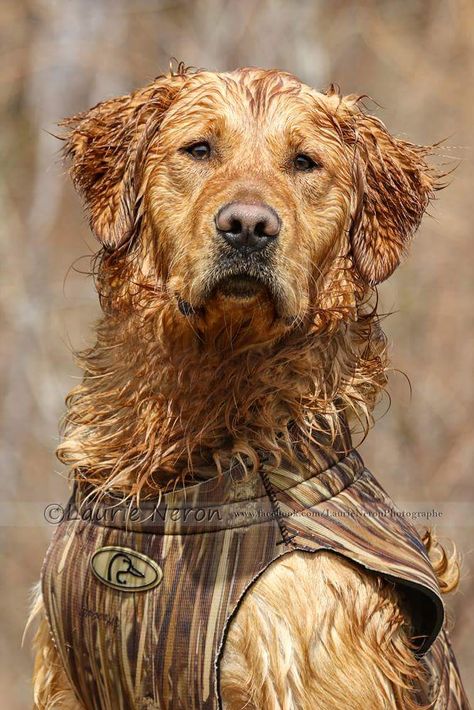 Golden Retriever Hunting, Duck Hunting Dogs, Show Me A Hero, Hunting Photography, Duck Dog, Athletic Dogs, Pheasant Hunting, Bird Dog, Pet Breeds