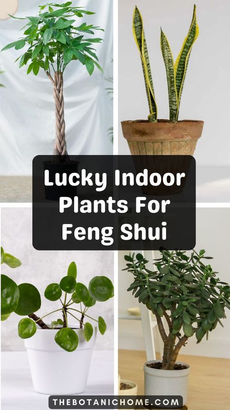 A collection of Lucky House Plants and Magical Herbs for Good Luck and abundance, displayed indoors with Hanging Plants and unique Rare House Plants in a cozy home setting. Plants For Good Luck, Herbs For Good Luck, Feng Shui Indoor Plants, Chinese Money Plant Care, Money Plant Indoor, Money Plant Care, Feng Shui Plants, Lucky Plant, Magia Das Ervas