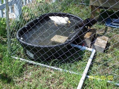 Rubbermaid stock tank as duck "pond." Use a 1-1/4" male threaded adapter on the 1-1/4" threaded drain, along with a length of 1-1/4" PVC pipe and a 1-1/4" ball valve to drain. Rubbermaid Stock Tank, Raising Ducklings, Duck Pool, Duck House Plans, Duck Houses, Duck Pens, Tin Bath, Duck Stuff, Backyard Ducks