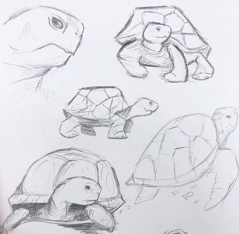 Turtle Reference Drawing, Cute Turtle Sketch, Art Sketches Turtle, Turtle Drawings Sketches, Turtle Drawing Reference, Turtle Face Drawing, Turtle Drawing Cartoon, Tortoise Sketch, Turtle Reference