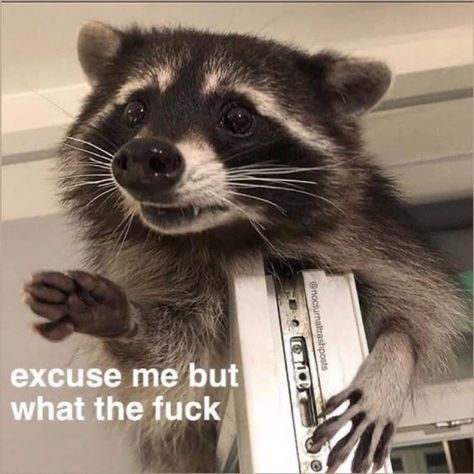 Racoon, Excuse Me, On Twitter, Books, Twitter, On Instagram, Instagram