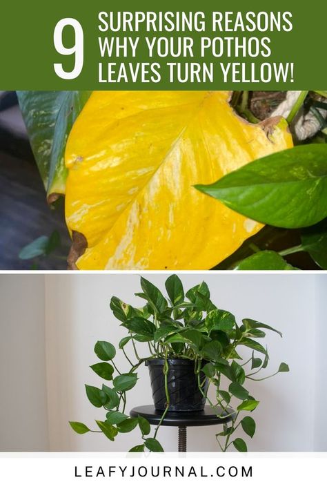 Why Is My Pothos Turning Yellow, Yellow Leaves On Pothos, Pothos Turning Yellow, Pothos Yellow Leaves, Yellow Plant Leaves, Yellowing Leaves On Plants, Plant Leaves Problems, Repotting Pothos Plant, Pothos Leaves Turning Yellow