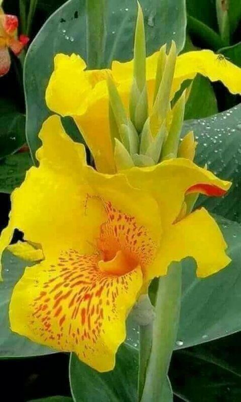 Lilly Garden, Canna Flower, Lilly Flower, Design Garden, Beautiful Flower Arrangements, Good Morning Flowers, Exotic Plants, All Flowers, Tropical Garden